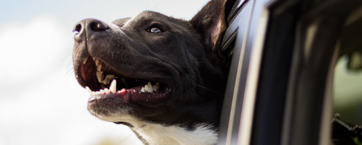 animais de estimação transporte carros cartrack