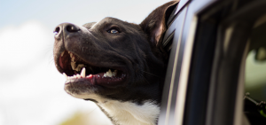 animais de estimação transporte carros cartrack