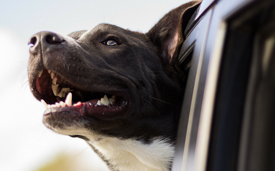 animais de estimação transporte carros cartrack